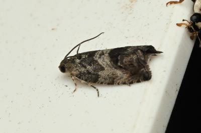 <i>Cydia fagiglandana/splendana</i>