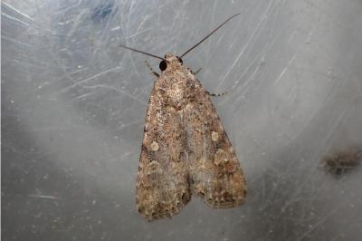 <i>Spodoptera exigua</i>