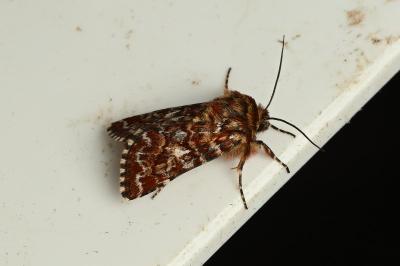 <i>Anarta myrtilli</i>