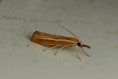 <i>Agriphila tristella</i>