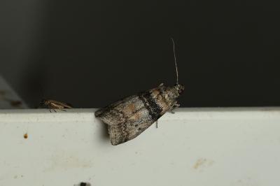<i>Sciota rhenella</i>