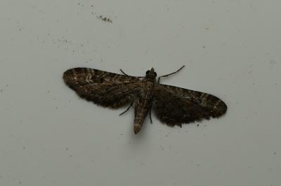<i>Eupithecia nanata</i>