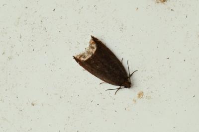 <i>Ancylis upupana</i>