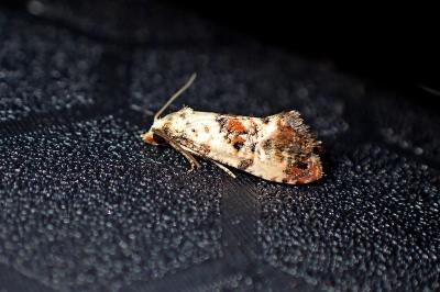 <i>Cochylis hybridella</i>