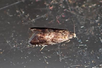 <i>Strophedra nitidana</i>