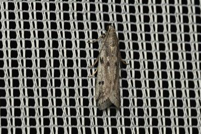 <i>Phycitodes</i>
