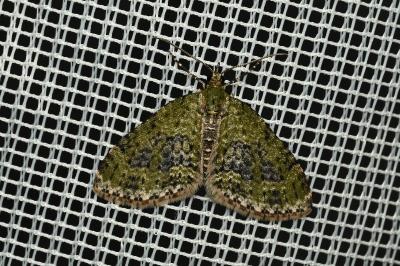 <i>Acasis viretata</i>