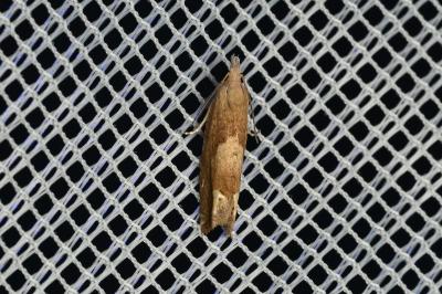 <i>Eucosma conterminana</i>