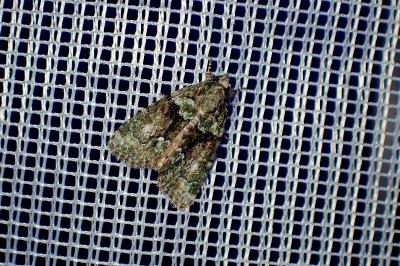 <i>Cryphia algae</i>