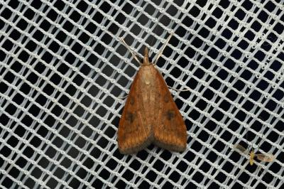 <i>Udea ferrugalis</i>