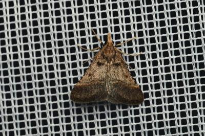 <i>Stemmatophora brunnealis</i>