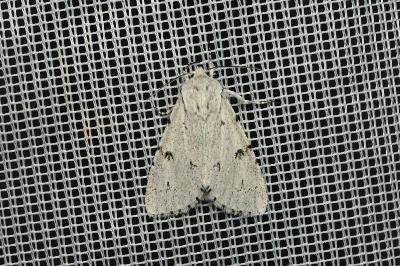<i>Acronicta leporina</i>