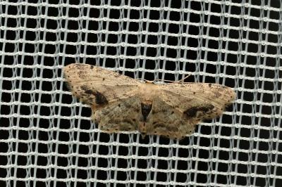 <i>Idaea dimidiata</i>