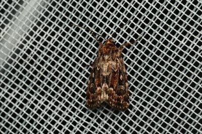 <i>Lycophotia porphyrea</i>