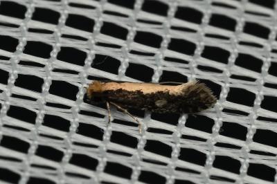 <i>Monopis crocicapitella</i>