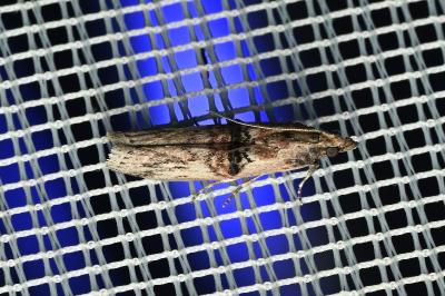 <i>Nephopterix angustella</i>