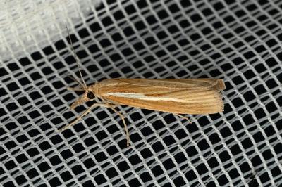 <i>Agriphila tristella</i>