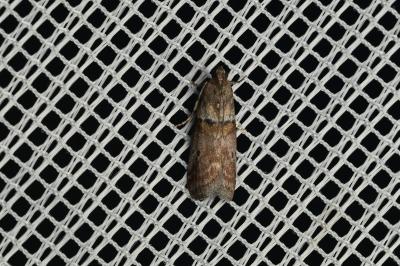 <i>Acrobasis consociella</i>