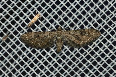 <i>Eupithecia nanata</i>
