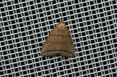 <i>Herminia grisealis</i>