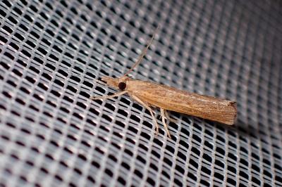 <i>Pediasia luteella</i>