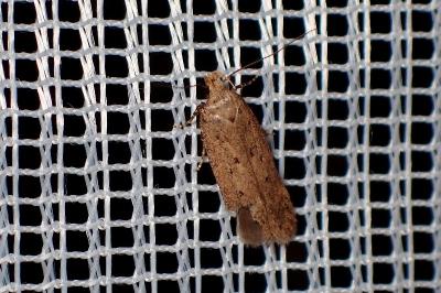 <i>Bryotropha</i>