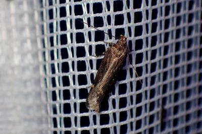 <i>Aroga velocella</i>