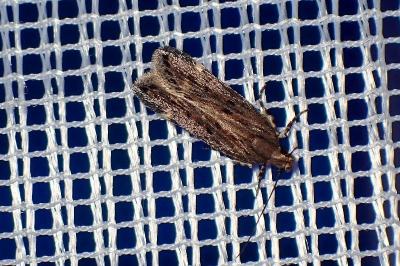 <i>Aroga velocella</i>
