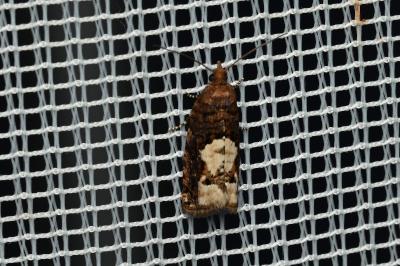 <i>Epinotia trigonella</i>
