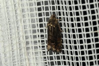 <i>Cydia splendana</i>