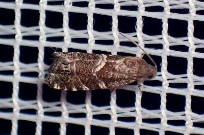 <i>Cydia coniferana</i>