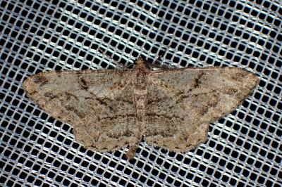 <i>Peribatodes rhomboidaria</i>
