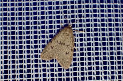 <i>Apaidia mesogona</i>
