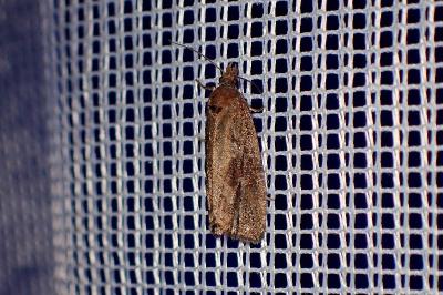 <i>Endothenia quadrimaculana</i>