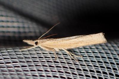 <i>Pediasia luteella</i>
