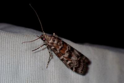 <i>Dioryctria sylvestrella</i>