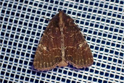 <i>Mesapamea secalella/secalis</i>