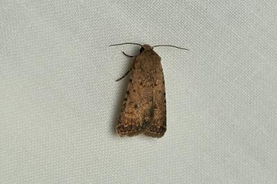 <i>Caradrina clavipalpis</i>