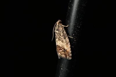 <i>Cydia fagiglandana/splendana</i>
