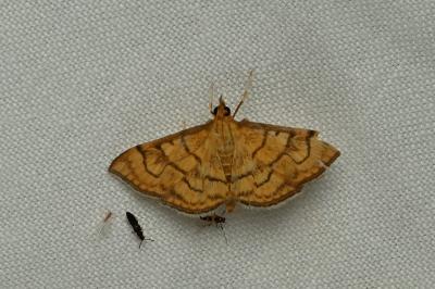 <i>Anania verbascalis</i>