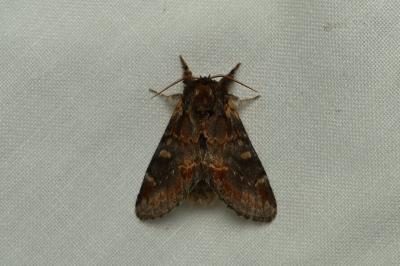 <i>Notodonta dromedarius</i>