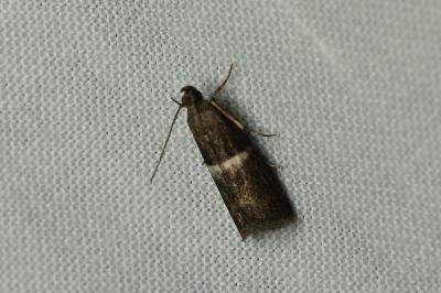 <i>Elegia similella</i>