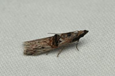 <i>Nephopterix angustella</i>