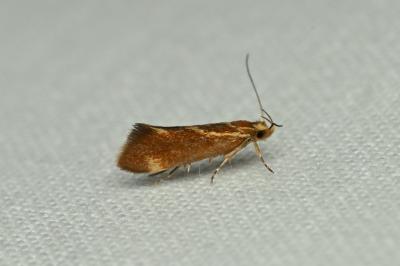<i>Metalampra italica</i>