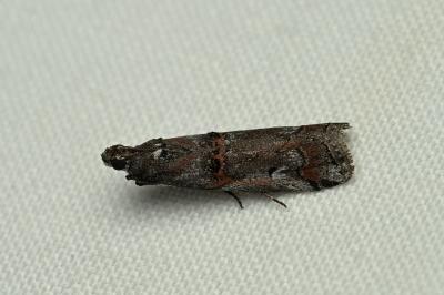 <i>Pempelia palumbella</i>