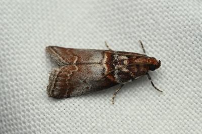 <i>Acrobasis advenella</i>