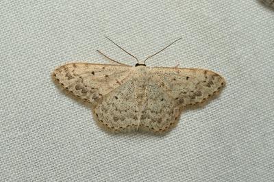 <i>Scopula marginepunctata</i>