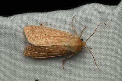 <i>Mythimna pallens</i>