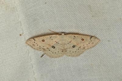 <i>Cyclophora albipunctata</i>