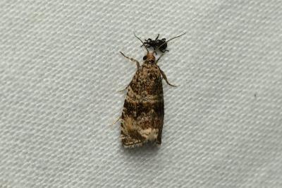 <i>Celypha lacunana</i>